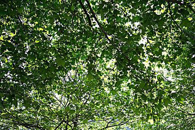 SEGA举办“夏日特卖” 优惠价入手人气作品